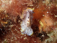 Prostheceraeus moseleyi
