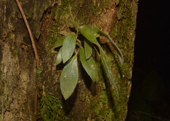 Nematanthus