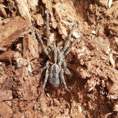 Schizocosa malitiosa