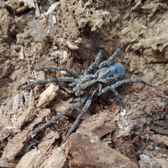 Schizocosa malitiosa