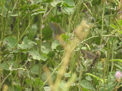 Synallaxis albescens