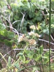 Phacelia malvifolia
