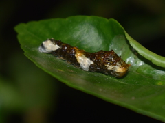 Heraclides homothoas