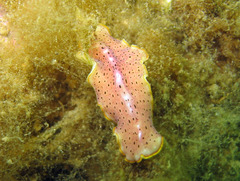 Prostheceraeus moseleyi