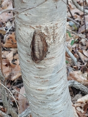 Neonectria ditissima