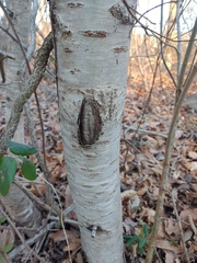 Neonectria ditissima