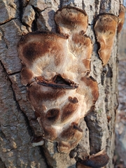 Phellinus piceinus