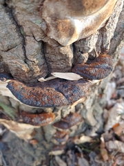 Phellinus piceinus