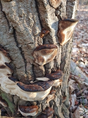 Phellinus piceinus