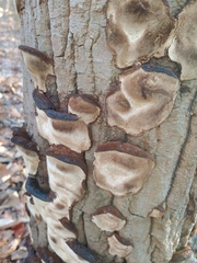 Phellinus piceinus