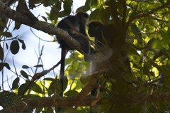 Piliocolobus gordonorum