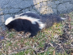 Mephitis mephitis nigra