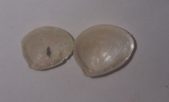 Nucula