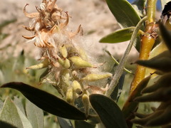 Salix wolfii