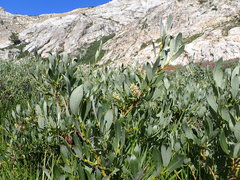 Salix wolfii