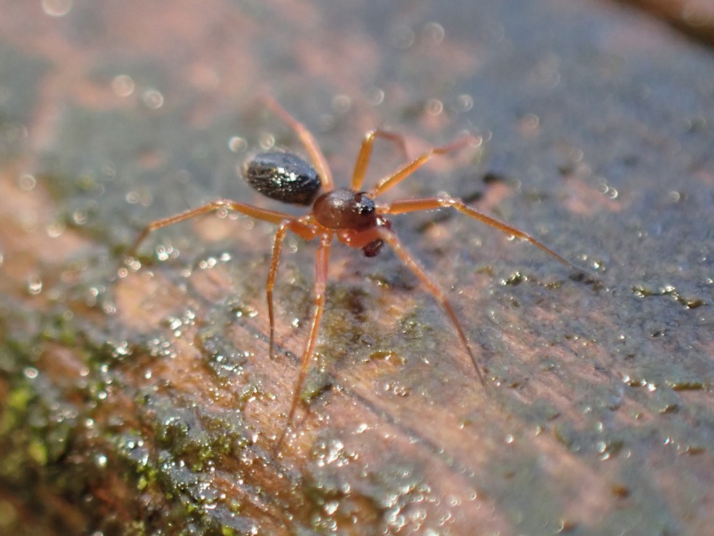 Wubana pacifica