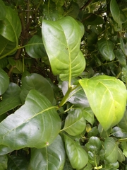 Coprosma macrocarpa