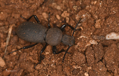 Cephalostenus elegans