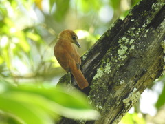 Pachyramphus