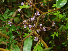 Machaerium lunatum