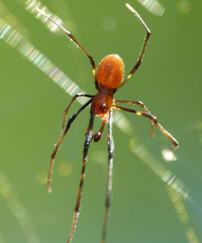 Tiger Spider photo 4