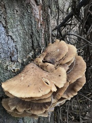 Pleurotus