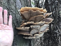 Pleurotus