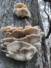 Pleurotus
