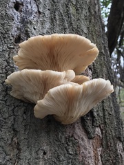 Pleurotus