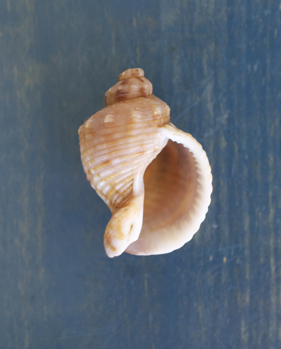 Siphonalia cassidariaeformis observed 2021-12-15