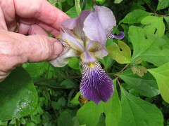 Iris × hybrida