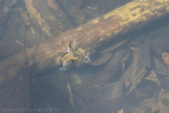 Gerromorpha