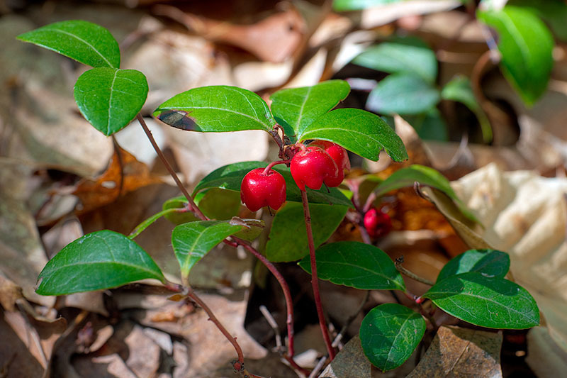 eastern-teaberry-partidgeberry-teaberry-wintergreens-et-al