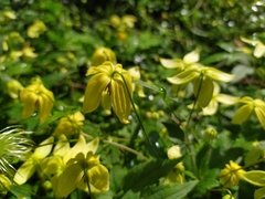 Clematis serratifolia