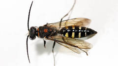 Agriomyia