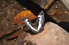 Euptera kinugnana