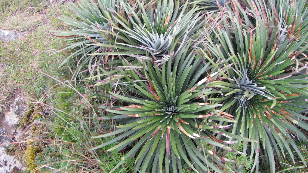 Dyckia monticola (Bromélias nativas do sul do Brasil) · iNaturalist