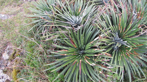 Dyckia monticola