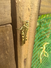 Diponthus argentinus