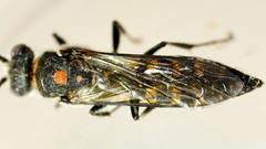 Agriomyia