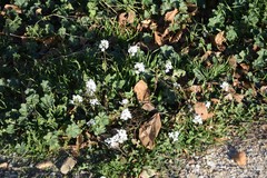 Diplotaxis erucoides