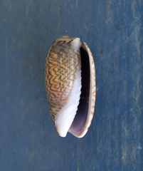 Oliva mustelina