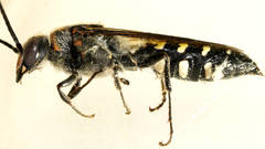 Agriomyia