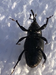 Sphenophorus australis
