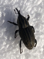Sphenophorus australis