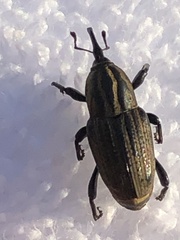 Sphenophorus australis