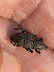 Sphenophorus australis