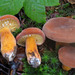 多汁乳菇 - Photo 由 Felipe Hidalgo 所上傳的 (c) Felipe Hidalgo，保留部份權利CC BY-NC