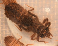 Hylogomphus geminatus