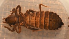 Hylogomphus geminatus